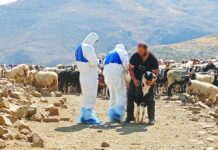 Να παρθούν τώρα επαρκή μέτρα για τη στήριξη των κτηνοτρόφων
