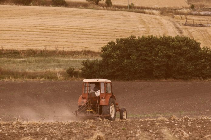 agrotes1